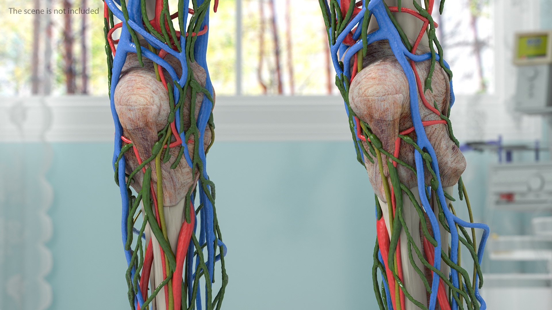 complete female body anatomy skin 3D model https://p.turbosquid.com/ts-thumb/N1/Ou5Ovc/mWfMZK77/completefemalebodyanatomy3dsmodel039/jpg/1598300983/1920x1080/fit_q87/d5c4511ee56ea17ee8d662850d2de214eecfda22/completefemalebodyanatomy3dsmodel039.jpg