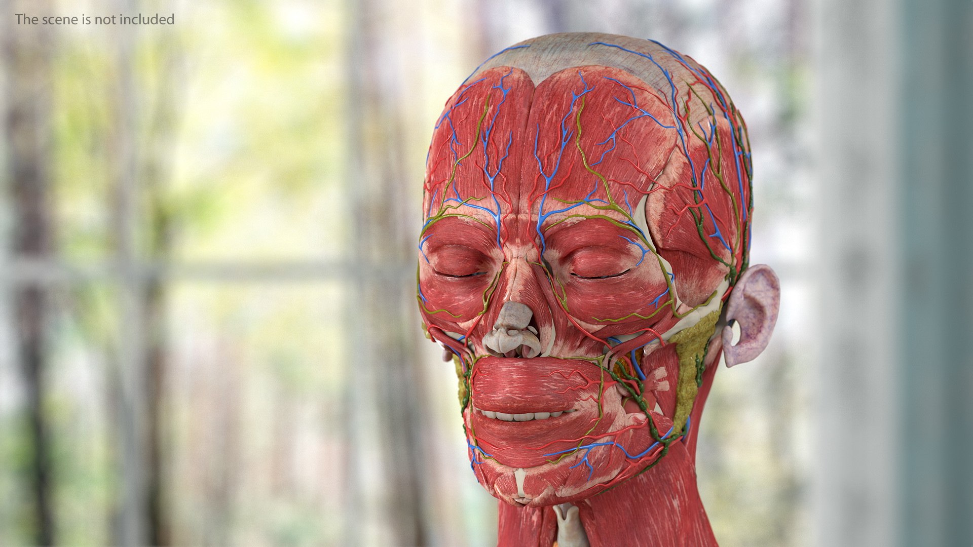 complete female body anatomy skin 3D model https://p.turbosquid.com/ts-thumb/N1/Ou5Ovc/oQ37O5MA/completefemalebodyanatomy3dsmodel021/jpg/1598300797/1920x1080/fit_q87/a6995d6bcdd6ae57288c24ba35cc42b9bd176aa5/completefemalebodyanatomy3dsmodel021.jpg