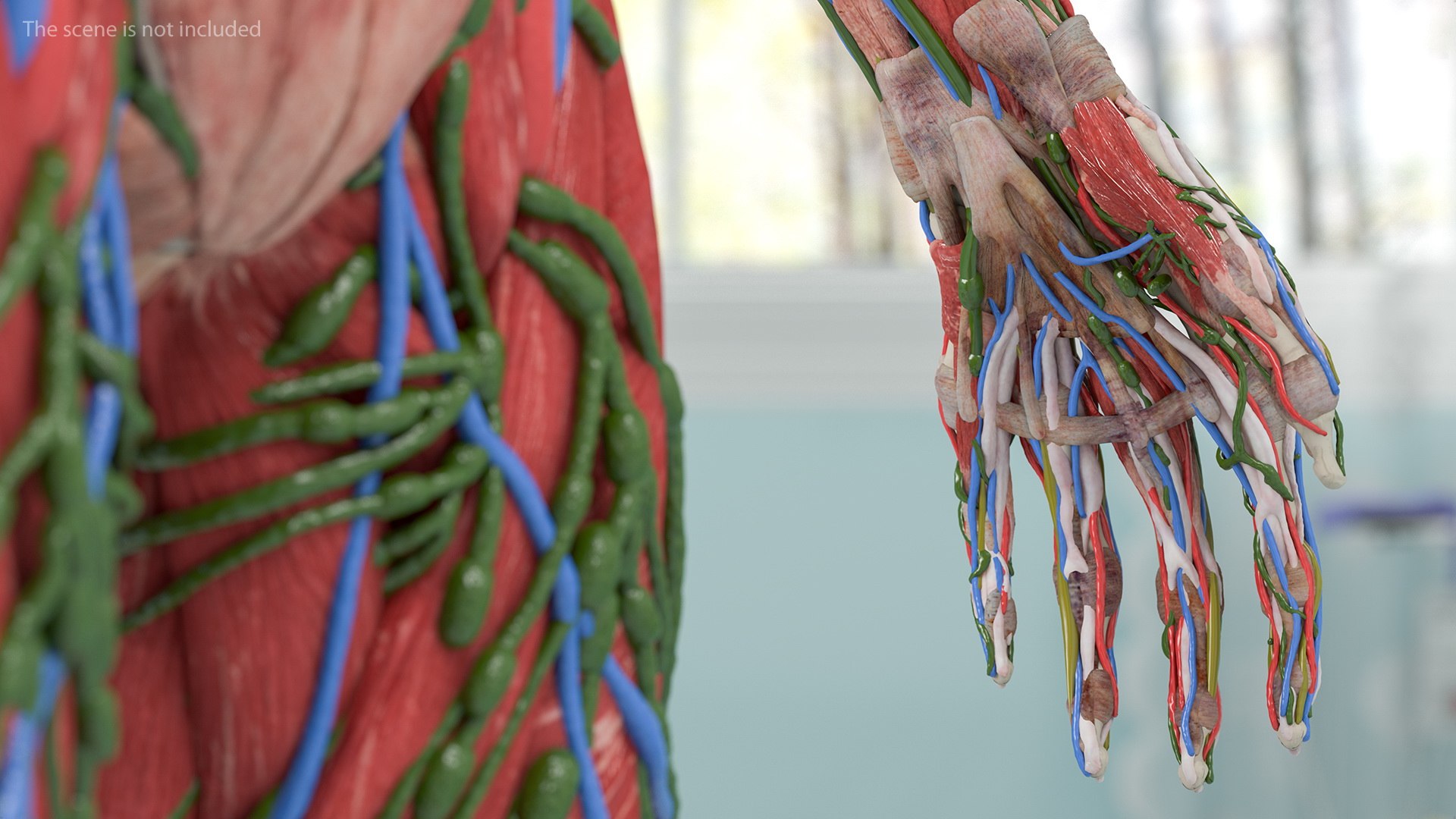 complete female body anatomy skin 3D model https://p.turbosquid.com/ts-thumb/N1/Ou5Ovc/p5KLXwM0/completefemalebodyanatomy3dsmodel038/jpg/1598300972/1920x1080/fit_q87/f079a17dd7026af3e0a59f55eeb6c5188c8e033a/completefemalebodyanatomy3dsmodel038.jpg