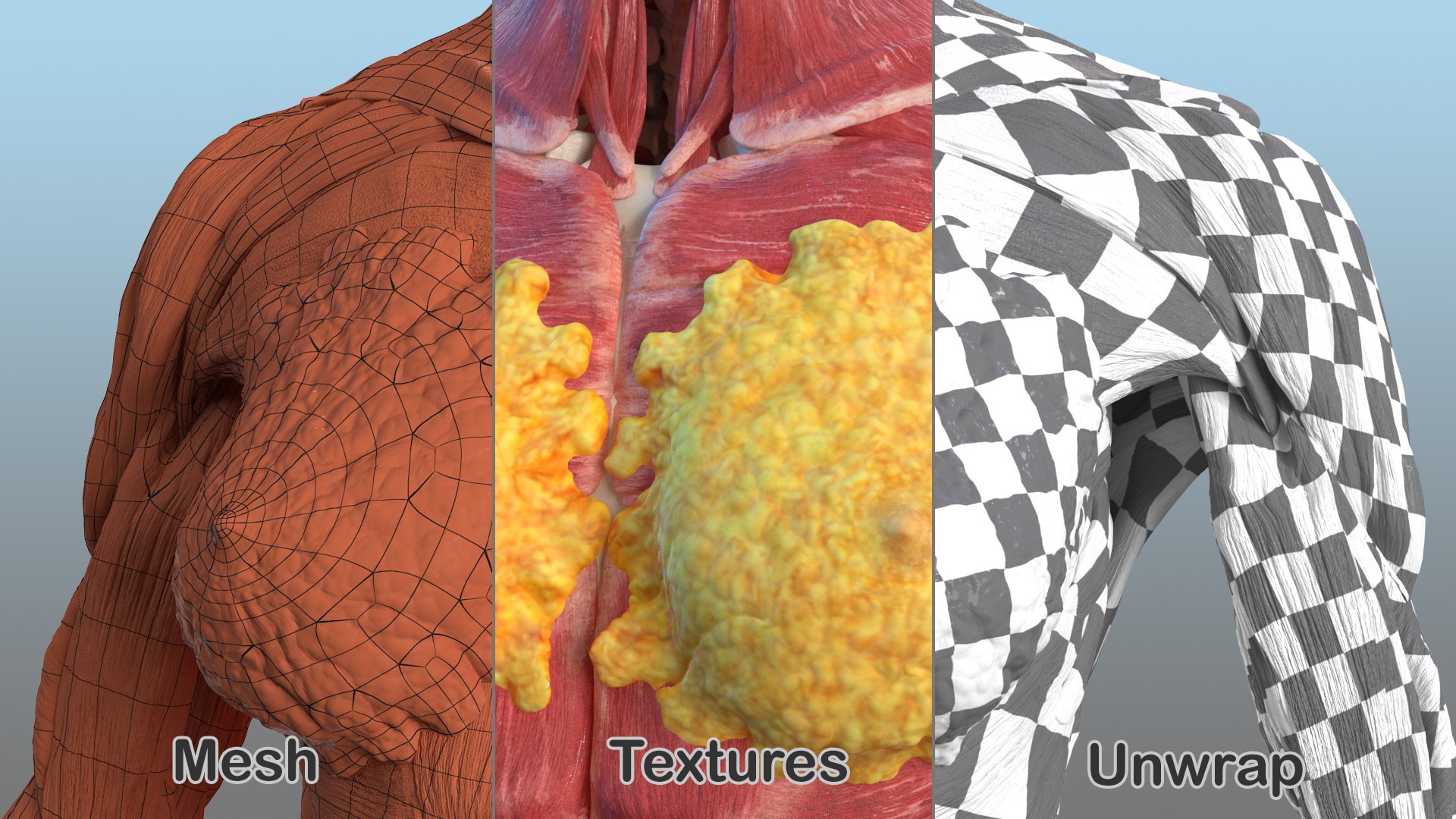 complete female body anatomy skin 3D model https://p.turbosquid.com/ts-thumb/N1/Ou5Ovc/ppOWHGkV/completefemalebodyanatomy3dsmodel055/jpg/1598301125/1920x1080/fit_q87/6311ffc37094e627128d2b11f3e336e474bd8aa5/completefemalebodyanatomy3dsmodel055.jpg