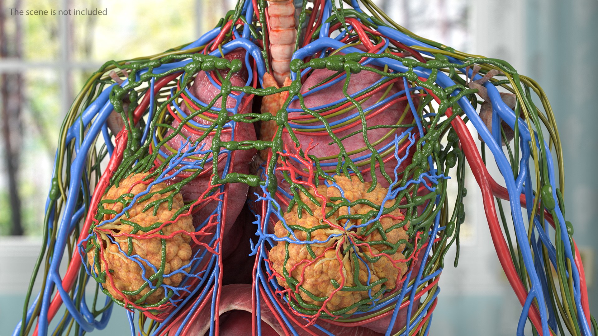 complete female body anatomy skin 3D model https://p.turbosquid.com/ts-thumb/N1/Ou5Ovc/qDCHr040/completefemalebodyanatomy3dsmodel013/jpg/1598300715/1920x1080/fit_q87/db738c76e0a1fbebe42cfd6187b49bbf12728adc/completefemalebodyanatomy3dsmodel013.jpg