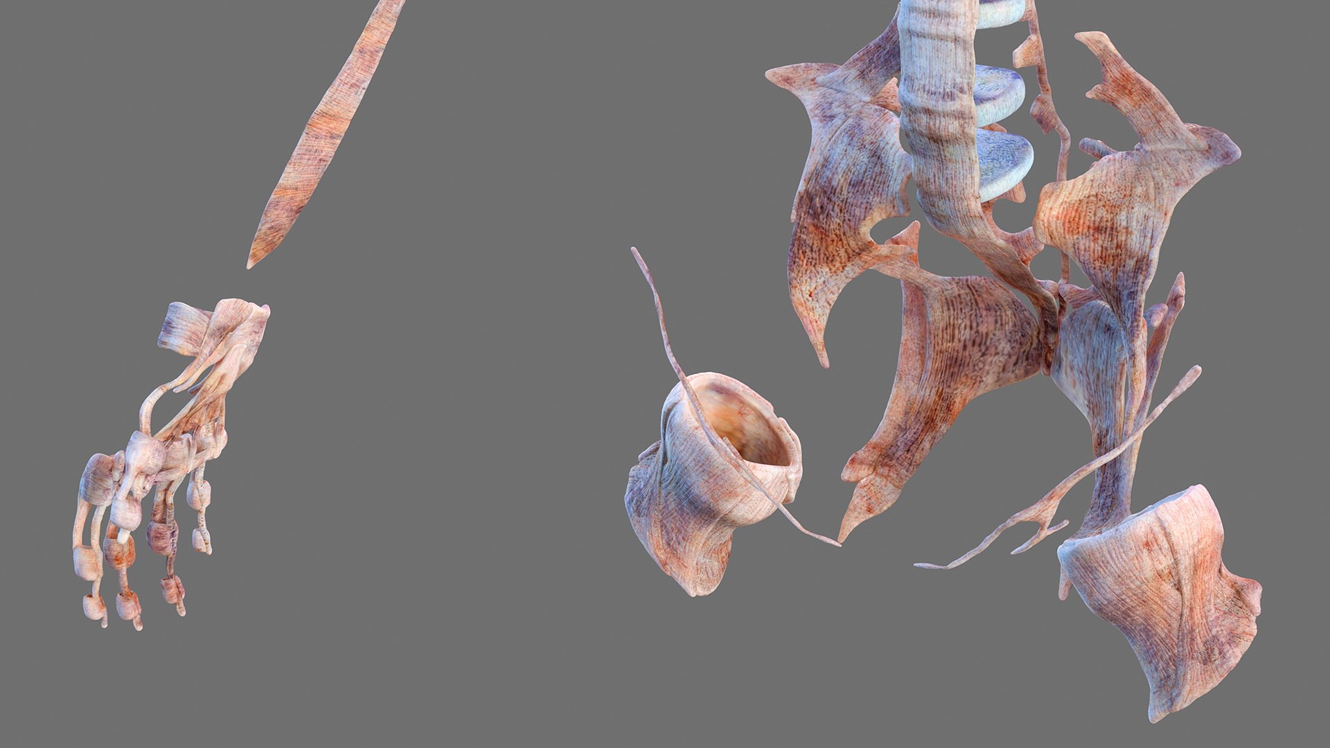 complete female body anatomy skin 3D model https://p.turbosquid.com/ts-thumb/N1/Ou5Ovc/tHfd9TDl/completefemalebodyanatomy3dsmodel042/jpg/1598301014/1920x1080/fit_q87/3a83a88eb1ecc9e89830f9bf8c19f27019c8e572/completefemalebodyanatomy3dsmodel042.jpg