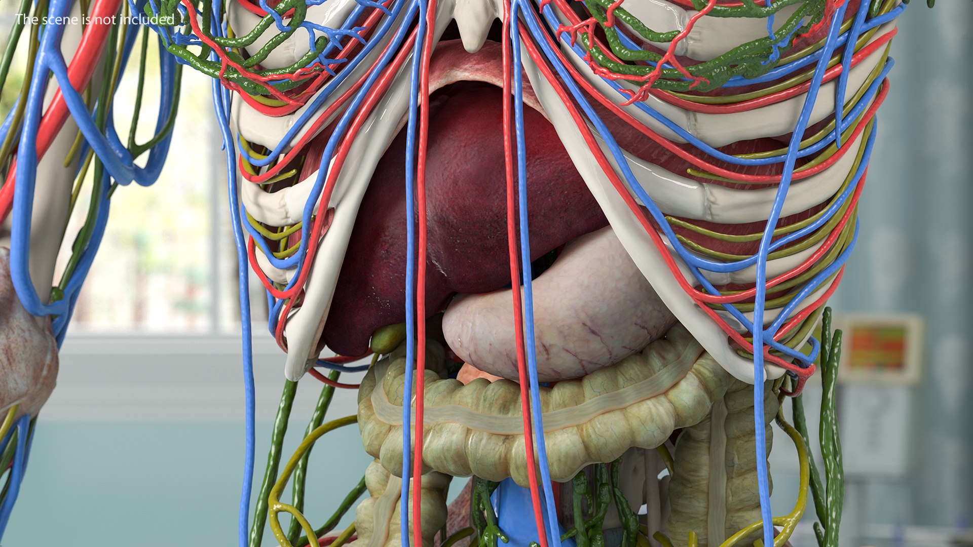 complete female body anatomy skin 3D model https://p.turbosquid.com/ts-thumb/N1/Ou5Ovc/uU9XHe8q/completefemalebodyanatomy3dsmodel014/jpg/1598300725/1920x1080/fit_q87/70dd856c8a328944c765561ae935560d64959037/completefemalebodyanatomy3dsmodel014.jpg