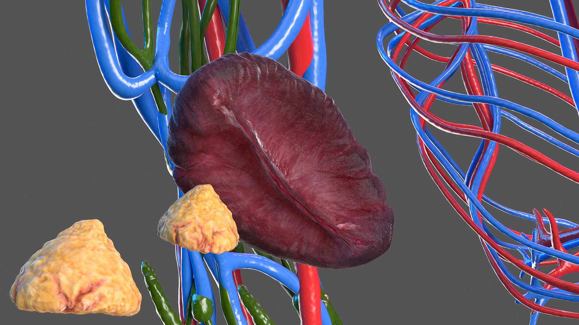 complete female body anatomy skin 3D model https://p.turbosquid.com/ts-thumb/N1/Ou5Ovc/v9sDh1Rc/completefemalebodyanatomy3dsmodel047/jpg/1598301070/1920x1080/fit_q87/6785b43cd3e93107a288a417b150c5bc78a75336/completefemalebodyanatomy3dsmodel047.jpg