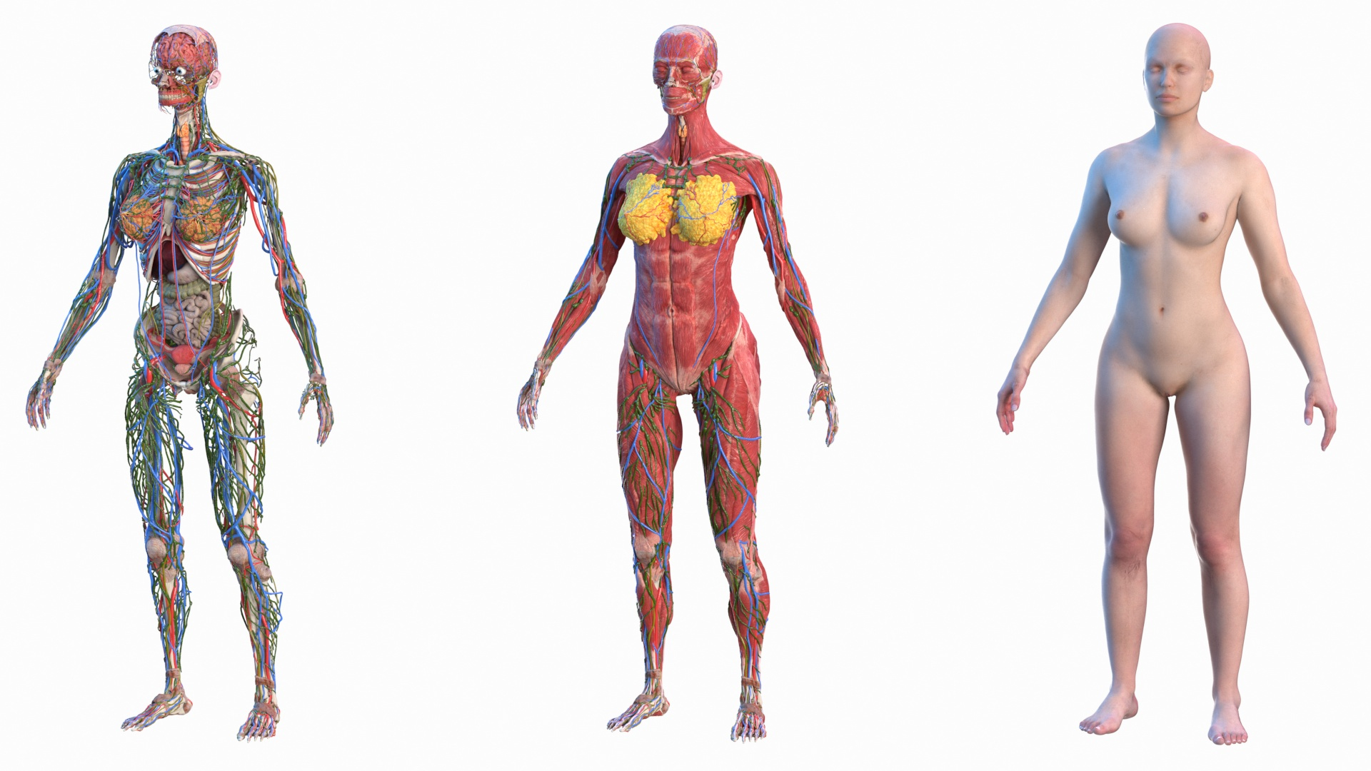 Female Body Surface Anatomy (preview) - Human Anatomy