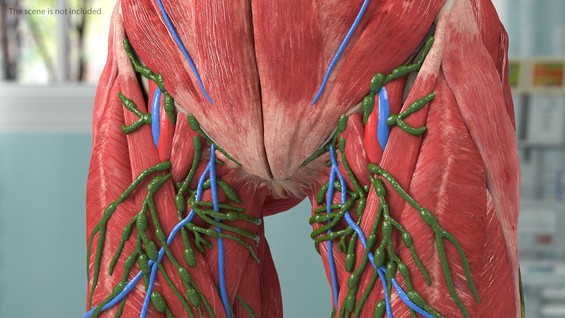 complete female body anatomy skin 3D model https://p.turbosquid.com/ts-thumb/N1/Ou5Ovc/ybhevq5y/completefemalebodyanatomy3dsmodel025/jpg/1598300838/1920x1080/fit_q87/ffcee1caea7f448e5875c446dc1f2f682f2856d5/completefemalebodyanatomy3dsmodel025.jpg