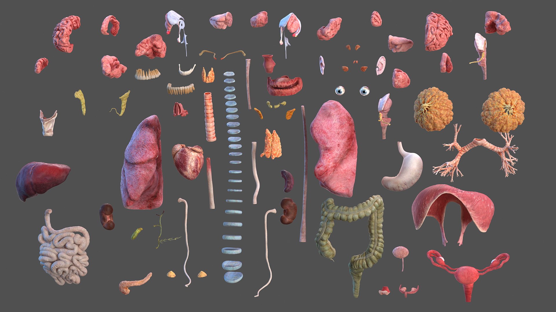 complete female body anatomy skin 3D model https://p.turbosquid.com/ts-thumb/N1/Ou5Ovc/z7alGPuS/completefemalebodyanatomy3dsmodel007/jpg/1598300648/1920x1080/fit_q87/1638f532a894be4bbd536335a79b7ecac8f6fb27/completefemalebodyanatomy3dsmodel007.jpg