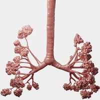 Human Bronchi Alveoli