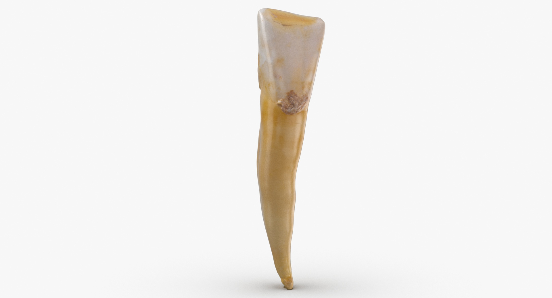 incisor lower jaw 04 3D https://p.turbosquid.com/ts-thumb/N1/TEMnwk/HQwgZ2m4/0000/jpg/1582288600/1920x1080/turn_fit_q99/062e849b83832a1c4b31b2d419001ec6ae662841/0000-1.jpg