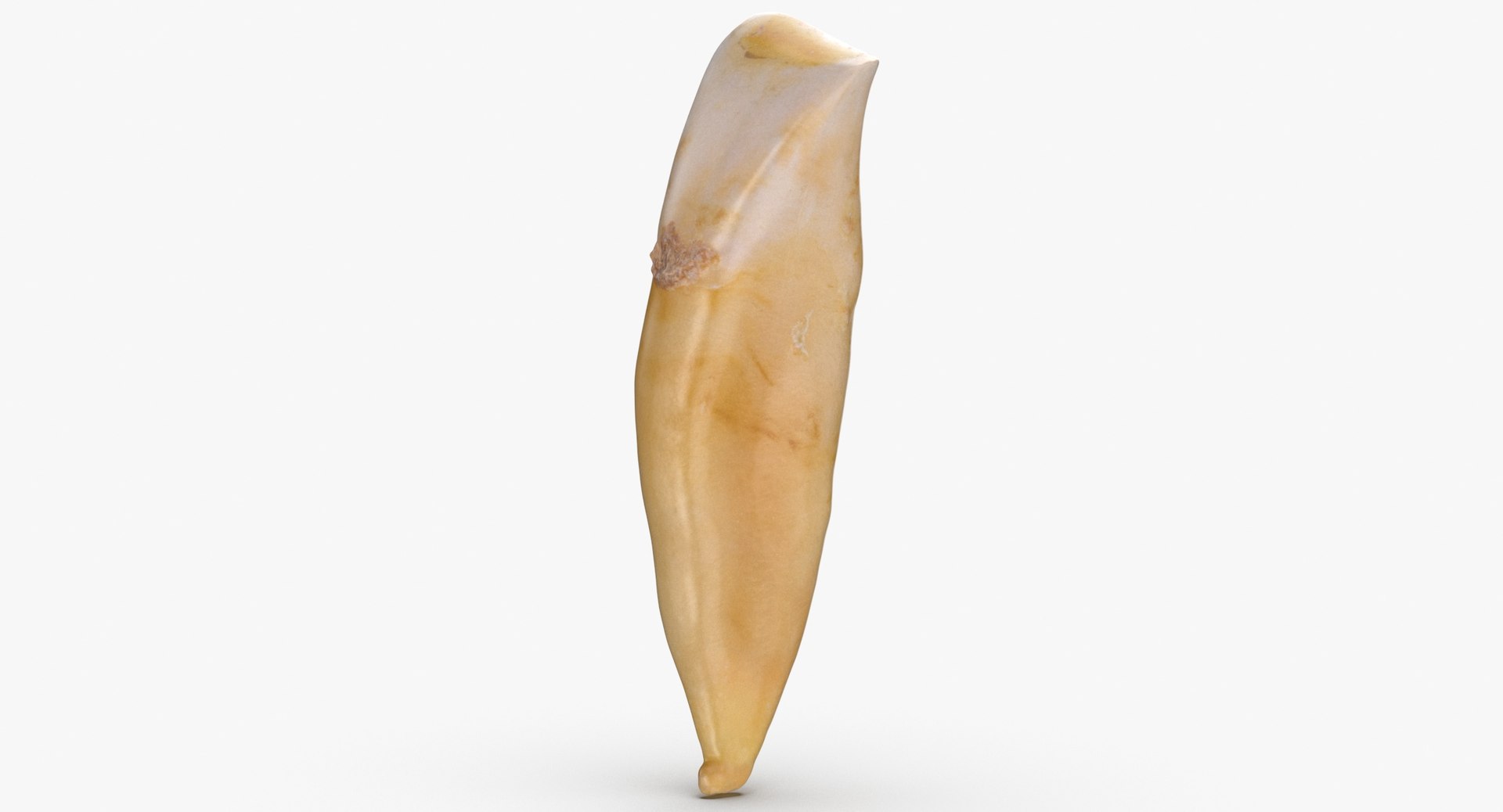 incisor lower jaw 04 3D https://p.turbosquid.com/ts-thumb/N1/TEMnwk/V1o3MNAq/incisor_lower_jaw_04_broken_thumbnail_0006/jpg/1582288565/1920x1080/fit_q87/c623ae0513de9bd946cdc200bfdf04f524139062/incisor_lower_jaw_04_broken_thumbnail_0006.jpg