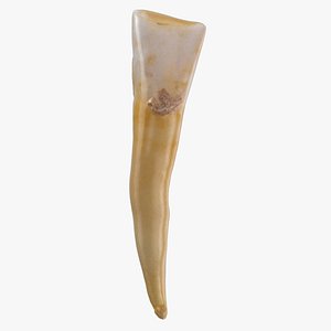 incisor lower jaw 04 3D