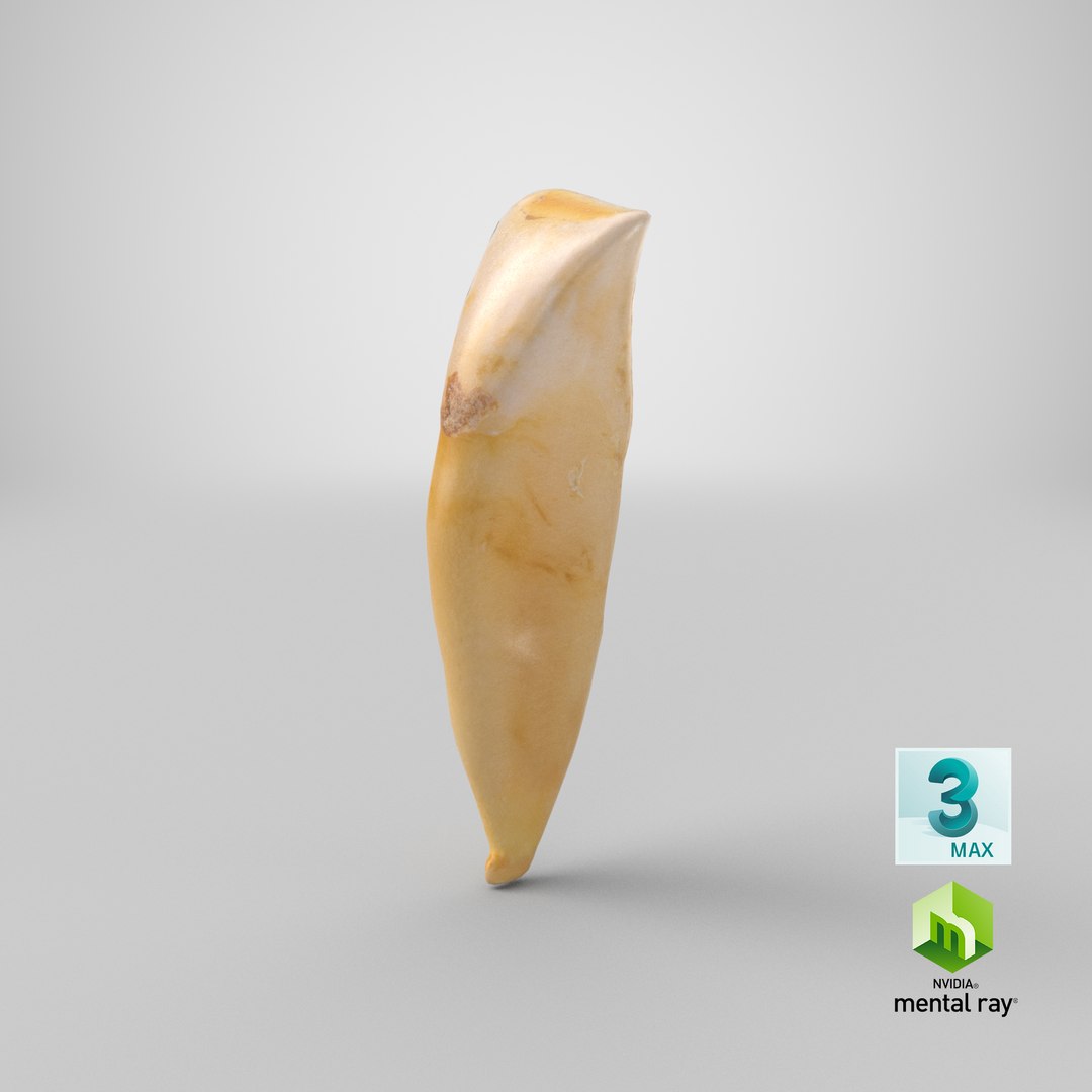 incisor lower jaw 04 3D https://p.turbosquid.com/ts-thumb/N1/TEMnwk/wOoR53gO/stemcell_max_mental_ray_render/png/1582645952/1920x1080/fit_q87/f16f438494d1b1fdb9259e139e84319d3d35a32c/stemcell_max_mental_ray_render.jpg