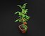 3D Tomato Plant