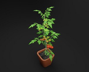 Tomato Plant