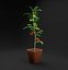 3D Tomato Plant