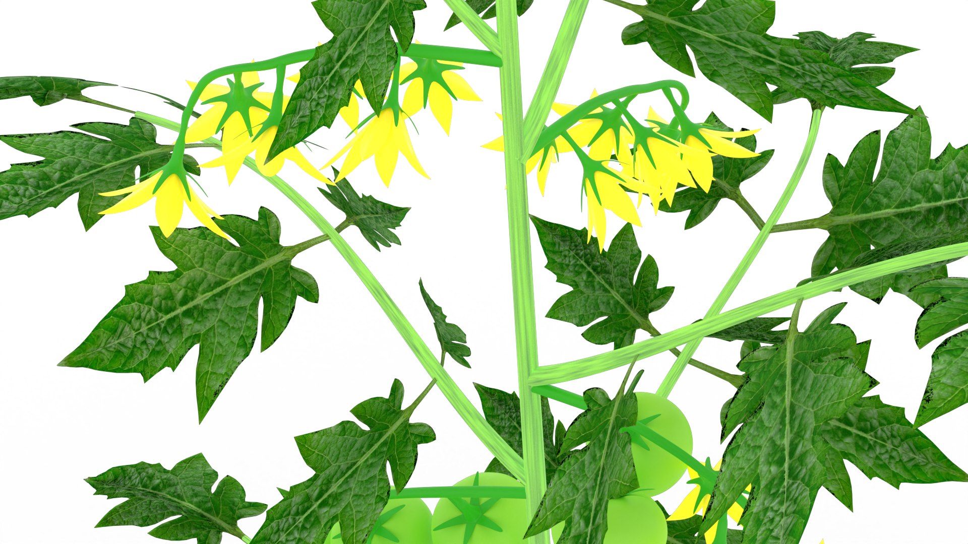 3D Tomato Plant https://p.turbosquid.com/ts-thumb/N1/UeCDP0/SA/014untitled/png/1682953555/1920x1080/fit_q87/77f5a9339a4de0f338410eff55d05f706a7692c6/014untitled.jpg