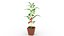 3D Tomato Plant