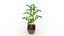 3D Tomato Plant