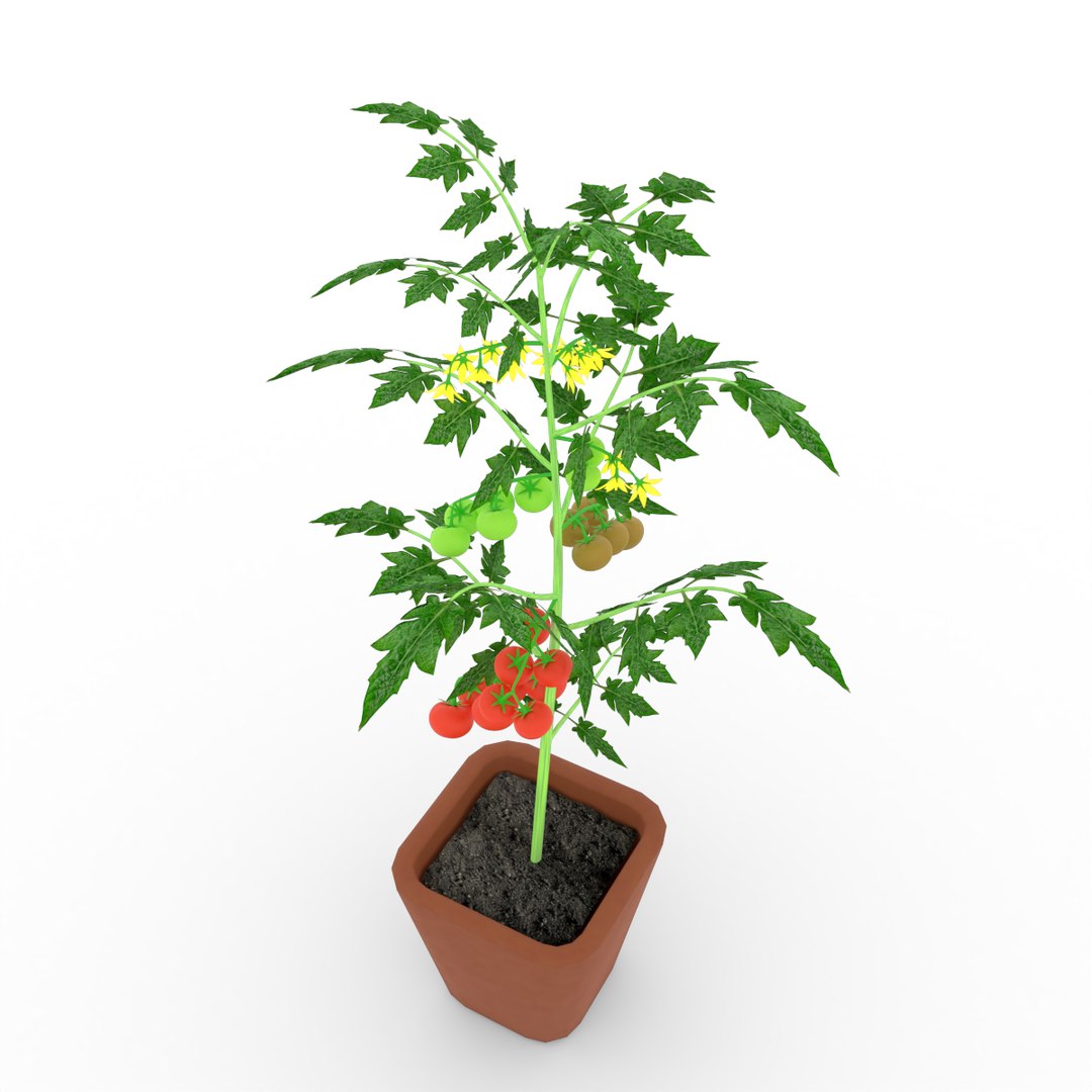 3D Tomato Plant https://p.turbosquid.com/ts-thumb/N1/UeCDP0/yQ/015untitled/png/1682953669/1920x1080/fit_q87/ab7b187565aeb03bbbc39640973c9ae58c5437dd/015untitled.jpg