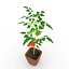 3D Tomato Plant