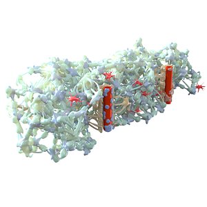 3D Brain Neuron Structure with Blood Vessels model