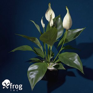 XfrogPlants Peace Lily