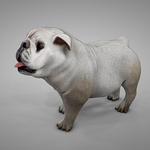 British Bulldog white L253