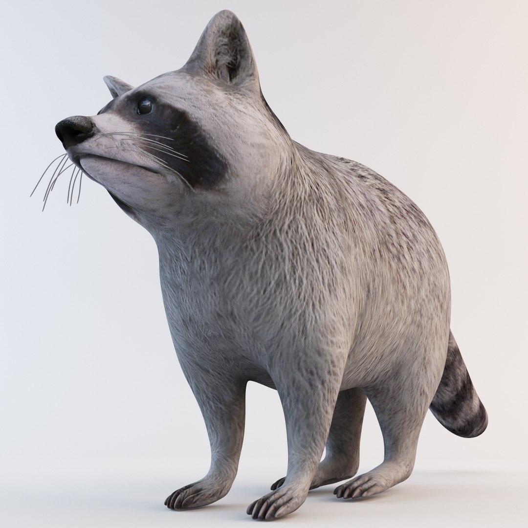 Raccoon Animal Modelled 3d Model