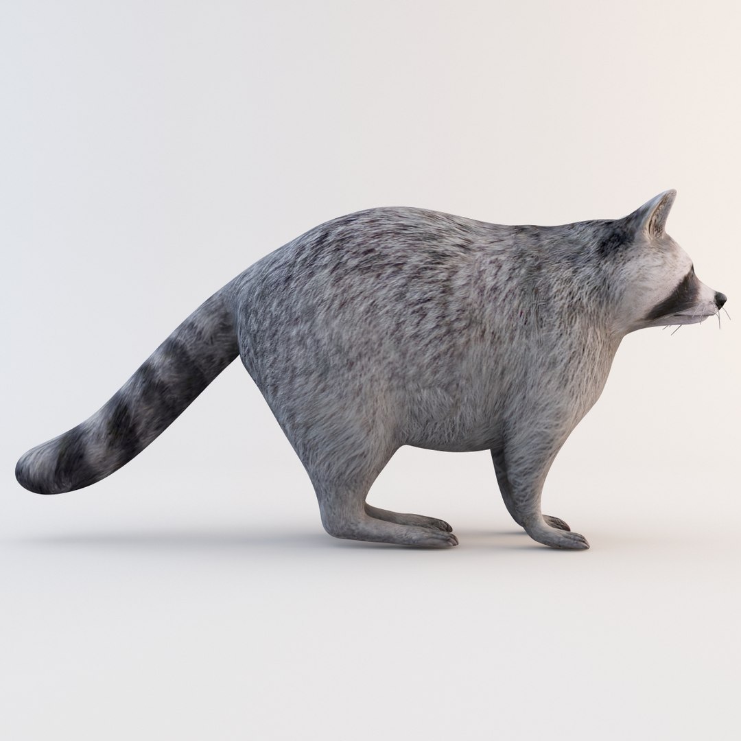 Raccoon Animal Modelled 3d Model