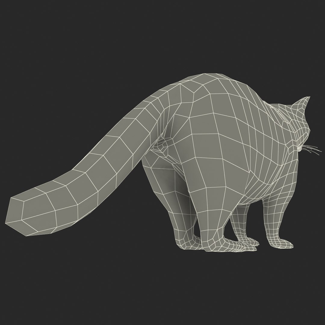 Raccoon Animal Modelled 3d Model