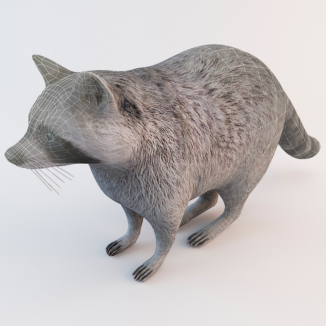 Raccoon Animal Modelled 3d Model