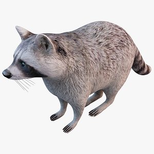 raccoon animal modelled 3d model
