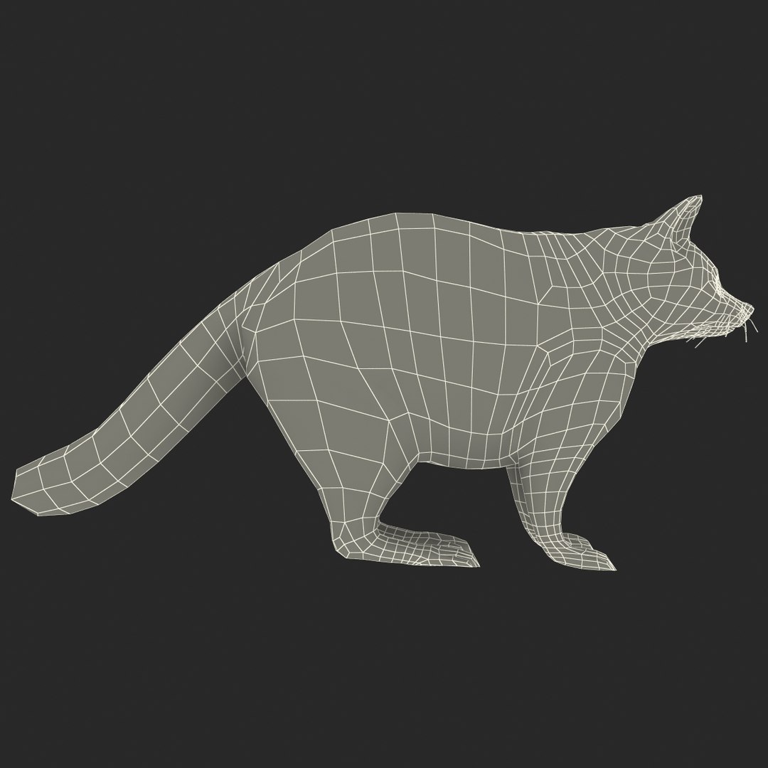 Raccoon Animal Modelled 3d Model