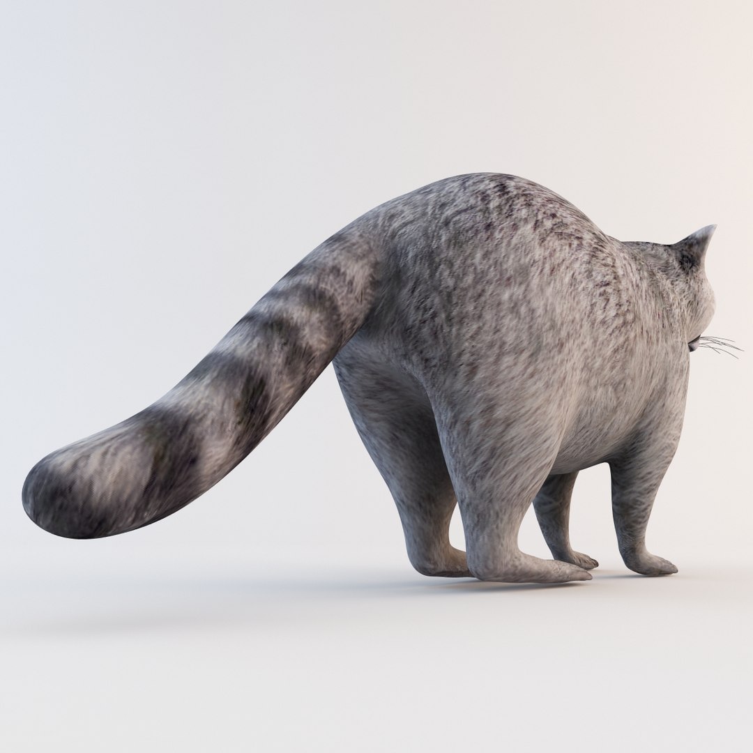 Raccoon Animal Modelled 3d Model