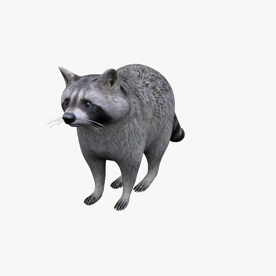 Raccoon Animal Modelled 3d Model