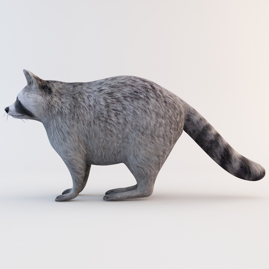 Raccoon Animal Modelled 3d Model