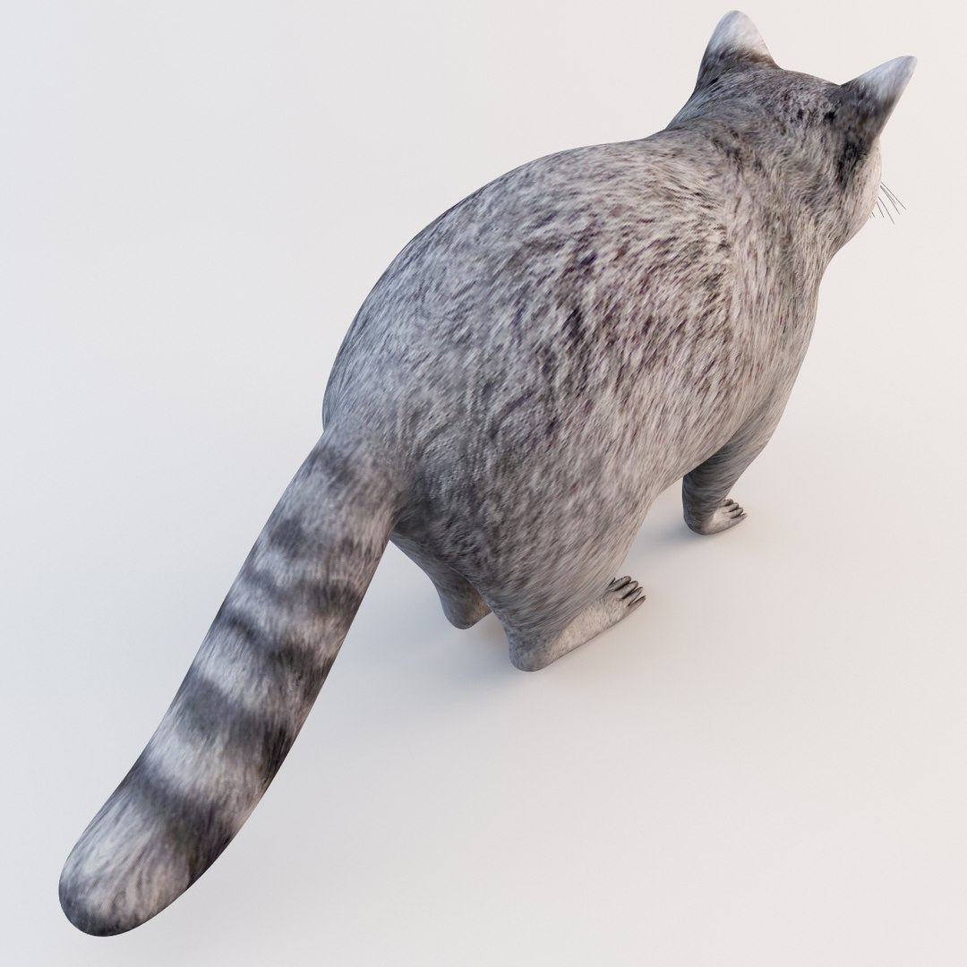 Raccoon Animal Modelled 3d Model