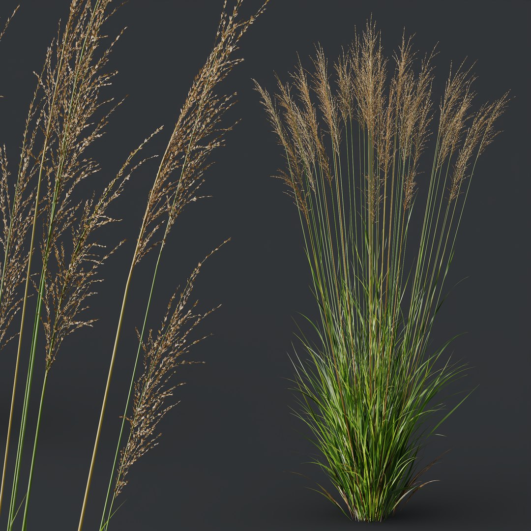 3D HQ Plants Molinia Caerulea Heidebraut Kleines Pfeifengras Version03 model https://p.turbosquid.com/ts-thumb/N1/rKuyIZ/OH/z02/png/1695214712/1920x1080/fit_q87/fe531d77e09b14623e4147de751c1b64bdb856d8/z02.jpg
