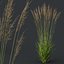 HQ Plants Molinia Caerulea Heidebraut Kleines Pfeifengras Version03