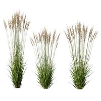 HQ Plants Molinia Caerulea Heidebraut Kleines Pfeifengras Version03