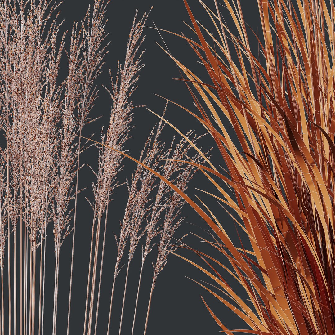 3D HQ Plants Molinia Caerulea Heidebraut Kleines Pfeifengras Version03 model https://p.turbosquid.com/ts-thumb/N1/rKuyIZ/s7/z04/png/1695214716/1920x1080/fit_q87/f13859ba4508dda91acfb79ac2400a640d7862b2/z04.jpg