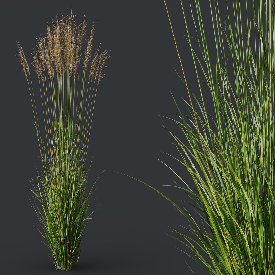 3D HQ Plants Molinia Caerulea Heidebraut Kleines Pfeifengras Version03 model https://p.turbosquid.com/ts-thumb/N1/rKuyIZ/zz/z03/png/1695214714/1920x1080/fit_q87/866a7195658529d072d7f233e22d17b98a19b44d/z03.jpg