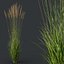 3D HQ Plants Molinia Caerulea Heidebraut Kleines Pfeifengras Version03 model