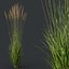 HQ Plants Molinia Caerulea Heidebraut Kleines Pfeifengras Version03