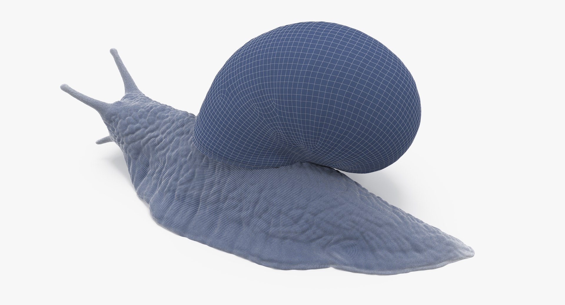 Snail 02 Max