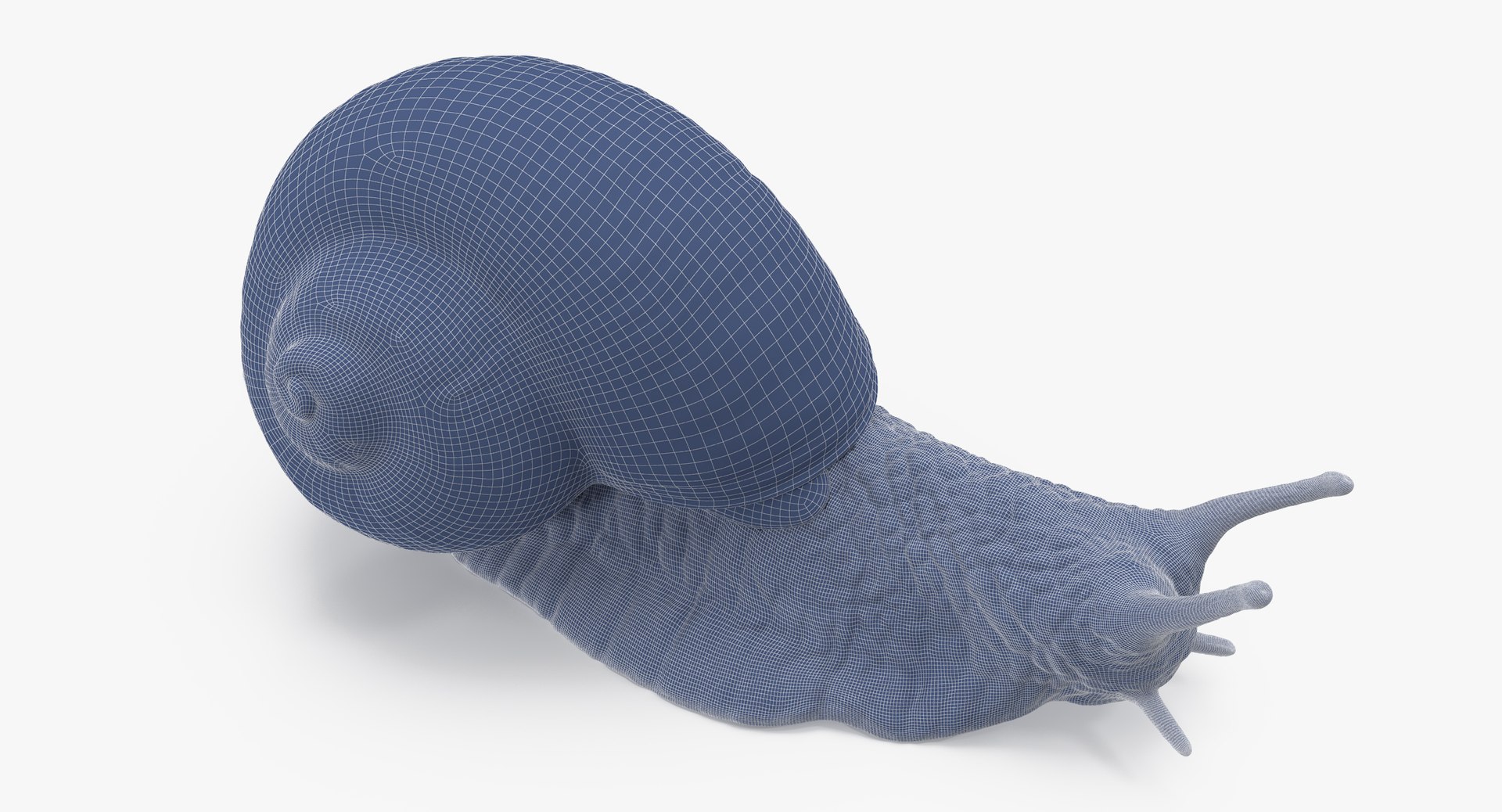 Snail 02 Max