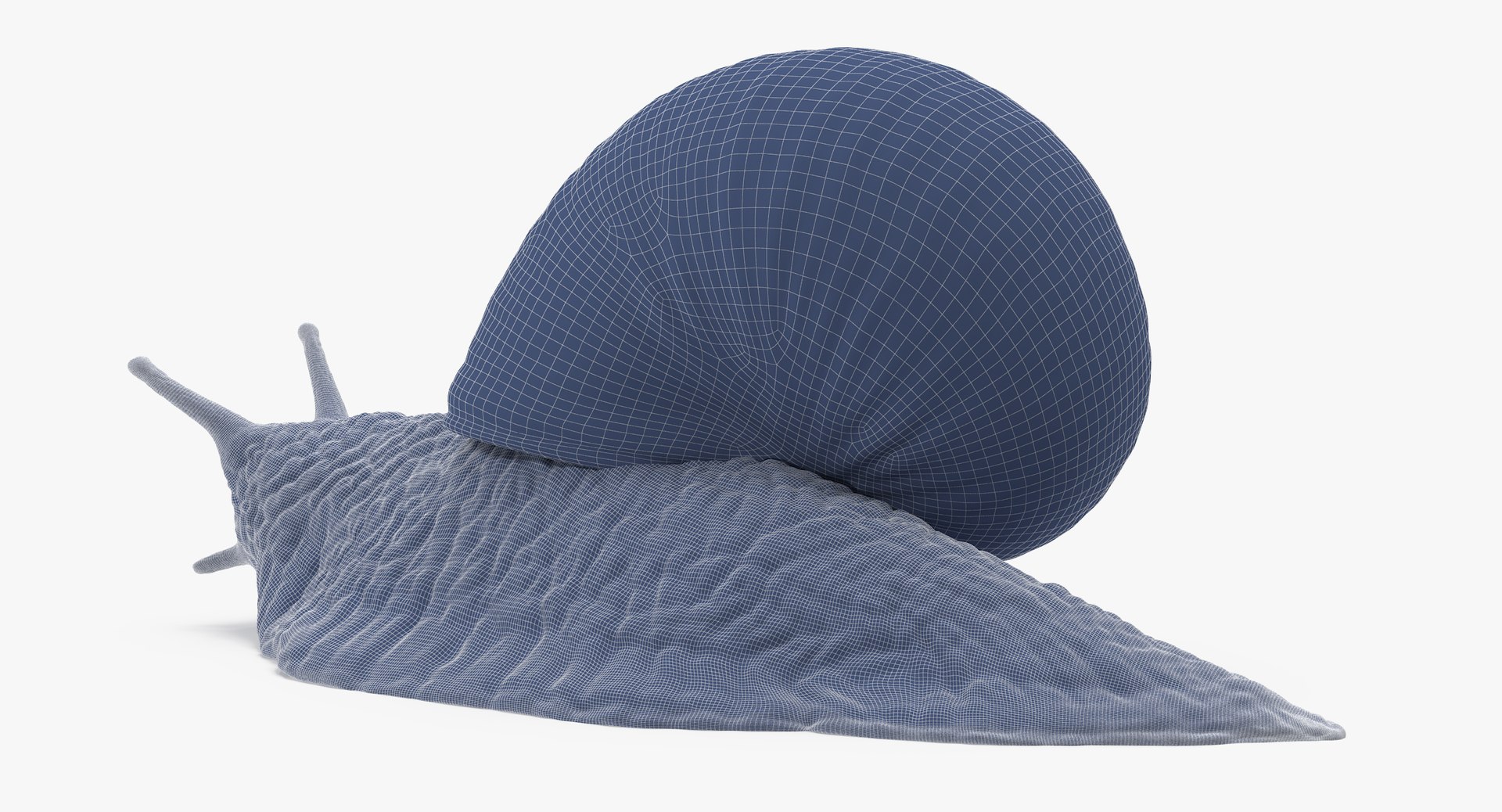 Snail 02 Max