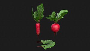 Purple Top White Globe Turnips