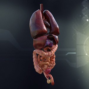 Male Internal Organs