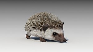 3D hedgehog animations